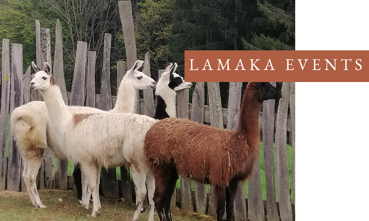 Lama und Alpaka ist Lamaka und Events