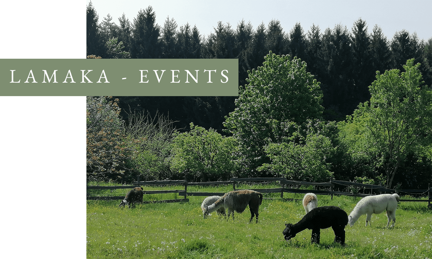 Lamaka-Events à la Hof Elderbusch